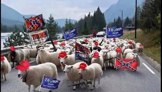 Donald Trumps Maga sheep